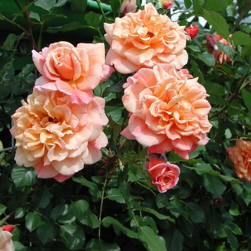 Роза плетистая Алоха/Aloha (Kordes) C6