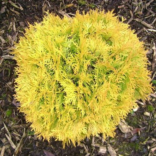 Туя западная Амбер Глоу/Thuja occidentalis Amber Glow 20-30 С3