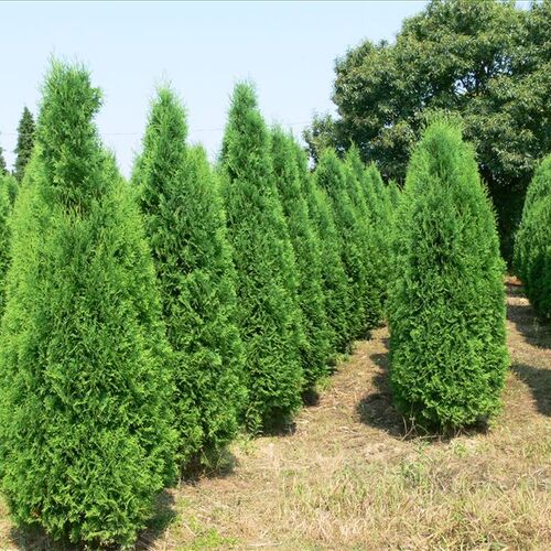 Туя западная Колумна/Thuja occidentalis Columna 40-60 С5