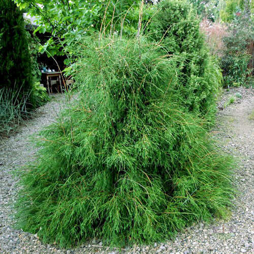 Туя западная Филиформис/Thuja occidentalis Filiformis Ра 100-120 С7,5