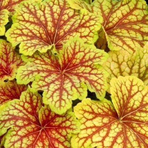 Гейхера гибридная Ред Лайтнинг/Heuchera hybrid Red Lightning С3