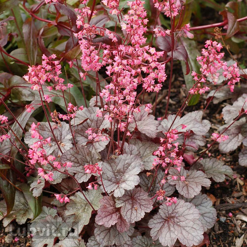 Гейхера гибридная Милан/Heuchera hybrid Milan С3