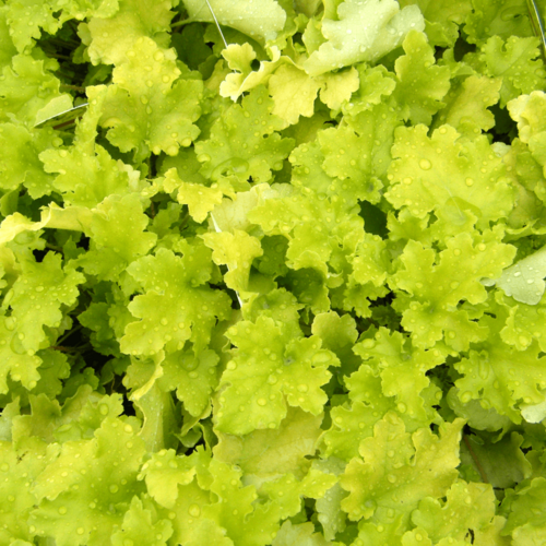 Гейхера гибридная Лайм Мармелад/Heuchera hybrid Lime Marmalade С3