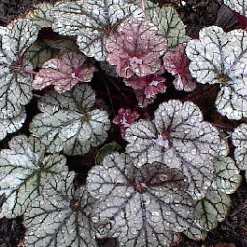 Гейхера гибридная Сильвер Скроллс/Heuchera hybrid Silver Scrolls С3