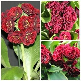 Примула ушковая Кримсон Глоу/Primula auricula Crimson Glow Р1,5