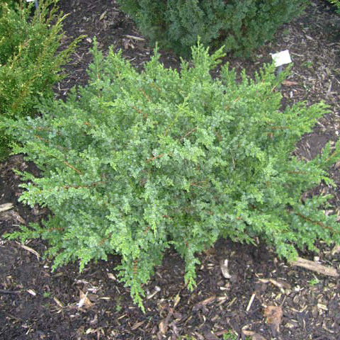 Можжевельник чешуйчатый Сан Хосе/Juniperus squamata San Jose С7,5