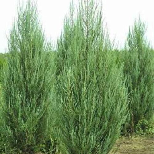 Можжевельник скальный Фишт/Juniperus scopulorum Fischt 120-140 В