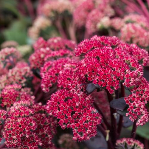 Очиток телефиум Ред Каули/Sedum telephium Red Cauli С3