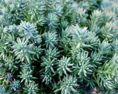 Очиток отогнутый Блю/Sedum reflexum Blue C3