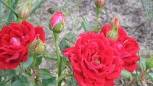 Роза миниатюрная Мейди/Maidy С6
