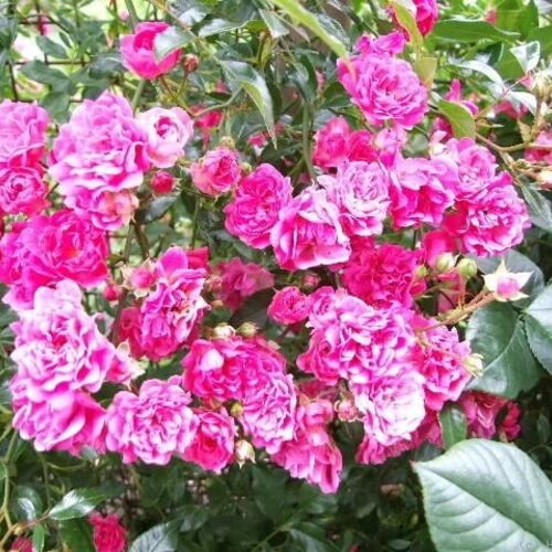 Роза почвопокровная Пинк Фэйри/Pink Fairy C4
