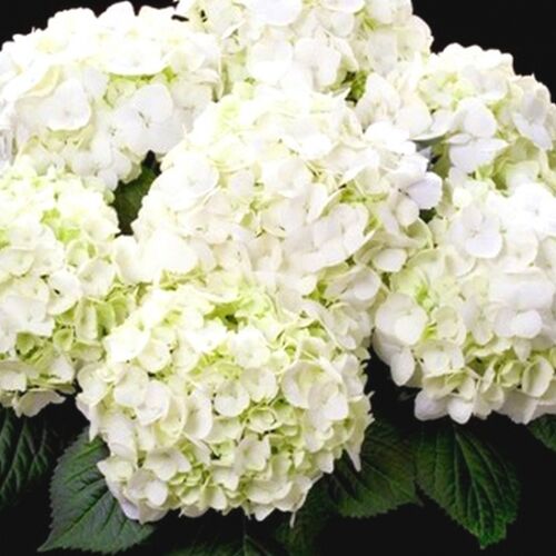 Гортензия крупнолистная Фест Уайт/Hydrangea macrophylla First White 30-40 С3