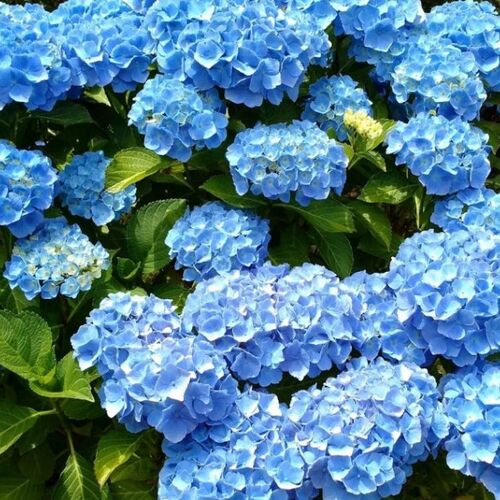 Гортензия крупнолистная Никко Блю/Hydrangea macrophylla Nikko Blue С3