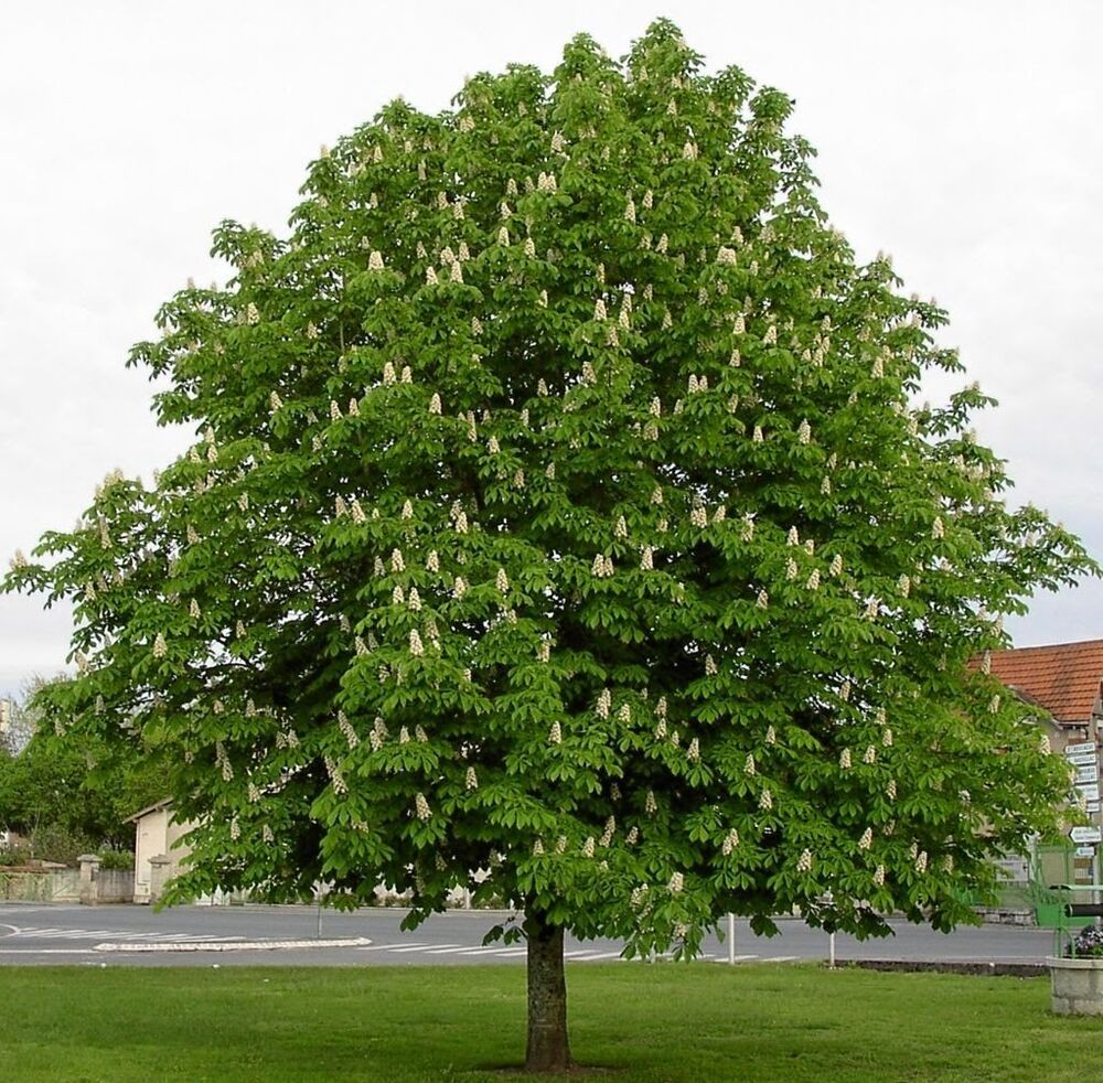 Каштан конский обыкновенный/Aesculus hippocastanum 350-400 C50 купить в  садовом центре Сейма-Гарден - Садовый центр Сейма Гарден г. Володарск ул.  Больничная, 13В