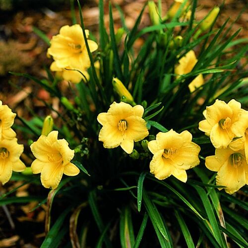 Лилейник гибридный Стелла Де Оро/Hemerocallis hybrida Stella de Oro Р1,5