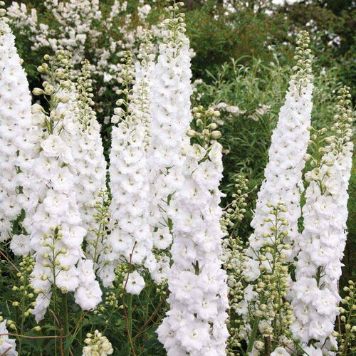 Дельфиниум культурный Пацифик Галахад/Delphinium cultorum Pacific Galahad Р1,5