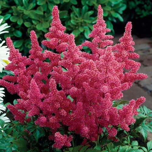 Астильба японская Бремен/Astilbe japonica Bremen С2