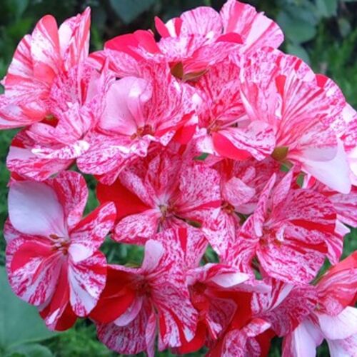 Пеларгония зональная Тоскана Саммер Твист Ред Уайт/Pelargonium zonale Toscana Sammer Twist Red Р1