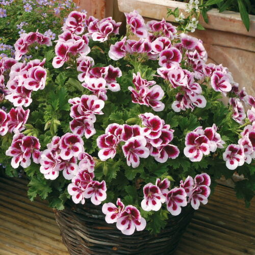 Пеларгония королевская Кларион Биколор/Pelargonium grandiflorum Clarion Bicolor Р1