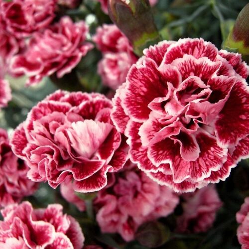 Гвоздика перистая Шугар Плам/Dianthus plumarius Sugar Plum Р1,5