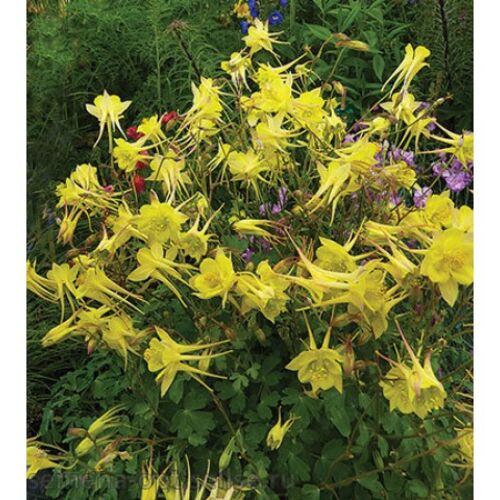 Аквилегия золотистоцветковая/Aquilegia chrysantha Р1,5
