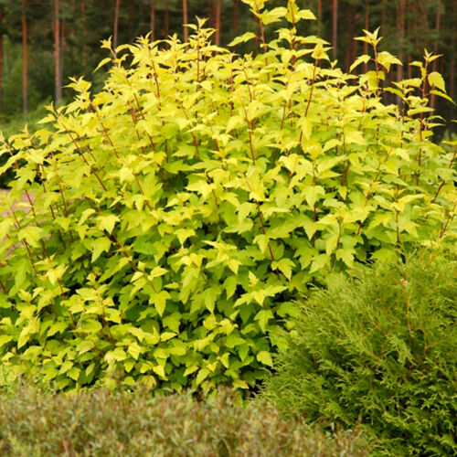 Пузыреплодник калинолистный Лютеус/Physocarpus opulifolius Luteus (Ч22) С3