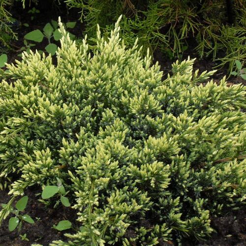 Можжевельник чешуйчатый Холджер/Juniperus squamata Holger 30-40 С3