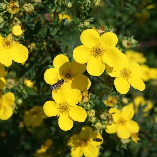 Лапчатка кустарниковая Голдфингер/Potentilla fruticosa Goldfinger 20-40 С2