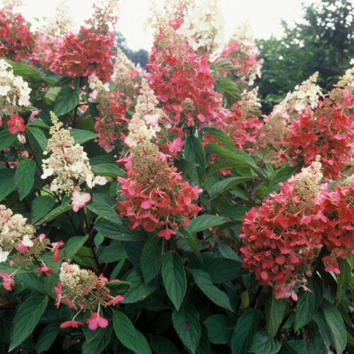 Гортензия метельчатая Пинк Даймонд/Hydrangea paniculata Pink Diamond 40-60 С3