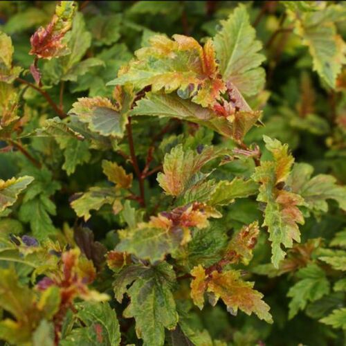 Пузыреплодник калинолистный Хамелеон/Physocarpus opulifolius Chameleon 30-40 С2