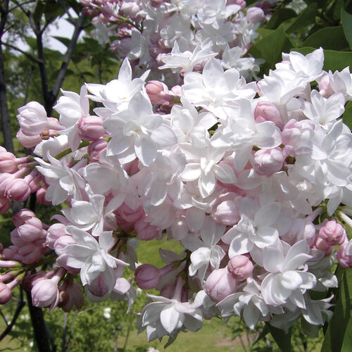 Сирень обыкновенная Красавица Москвы/Syringa vulgaris Krasavitsa Moskvy 80-100 Ра С7,5