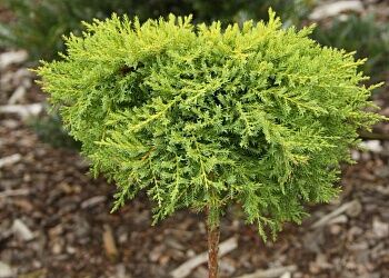 Можжевельник средний Пфитциреана Голдкиссен/Juniperus мedia Pfitzeriana Goldkissen 25-30 С2