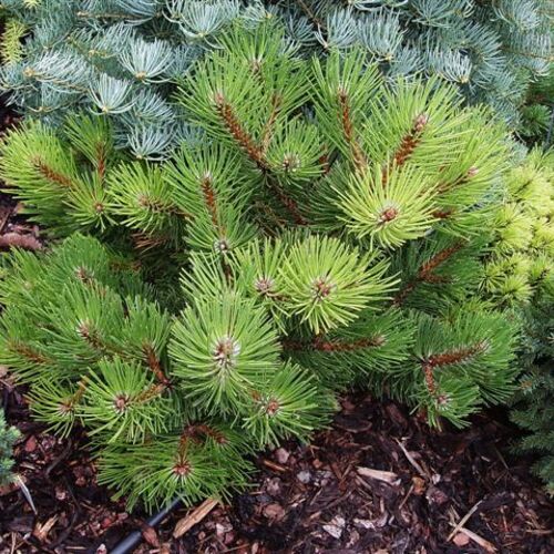Сосна черная Смарагд/Pinus nigra Smaragd 40-60 С15