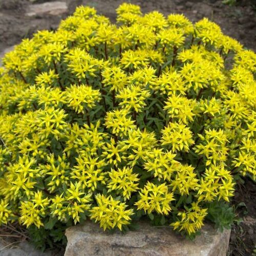 Очиток цветоносный Вайхенштефанер Голд/Sedum floriferum Weihenstephaner Gold Р1,5