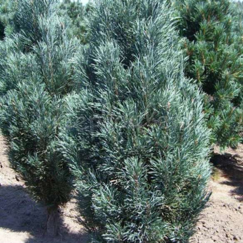 Сосна веймутова Фастигиата/Pinus Strobus Fastigiata 40-60 С5/С7,5