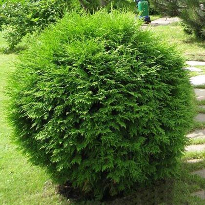 Туя западная Глобоза/Thuja occidentalis Globosa 20-40 С7