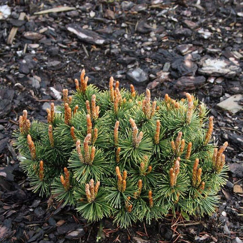 Сосна горная Хампи/Pinus mugo Humpy 20-30 С5/С7,5