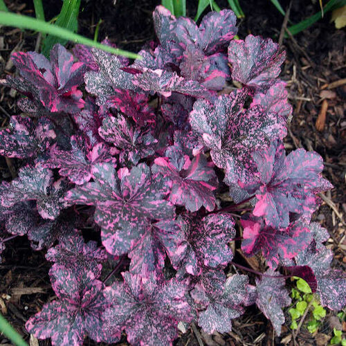 Гейхера гибридная Миднайт Роуз/Heuchera hybrid Midnight Rose Р1,5