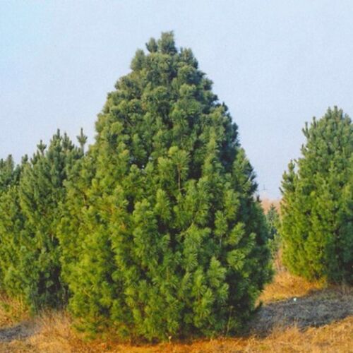 Сосна кедровая сибирская/Pinus sibirica 175-200