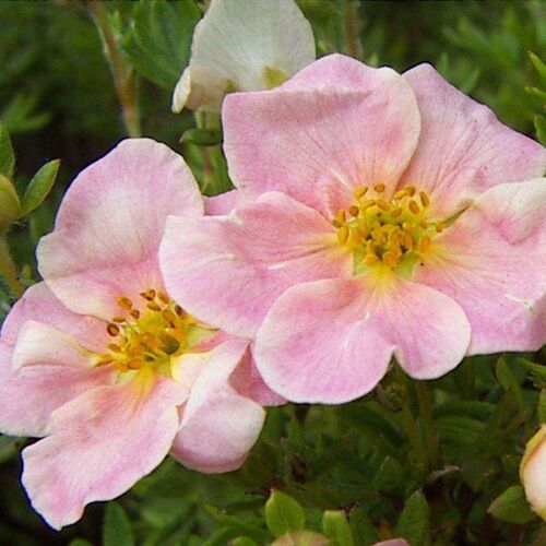 Лапчатка кустарниковая Пинк Виспер/Potentilla fruticosa Pink Whisper 40-50 С10