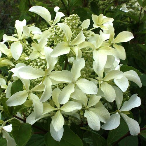 Гортензия метельчатая Грэйт Стар/Hydrangea paniculata Great Star 10-20 С5