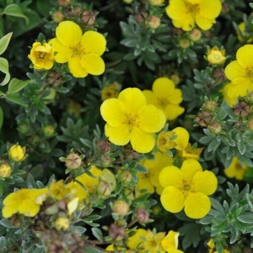 Лапчатка кустарниковая Саммерфлор/Potentilla fruticosa Sommerflor 30-40 С3,6