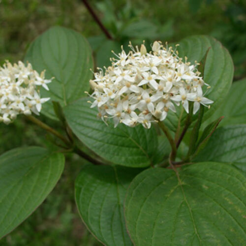 Дерен белый/Cornus alba 160-180 С5