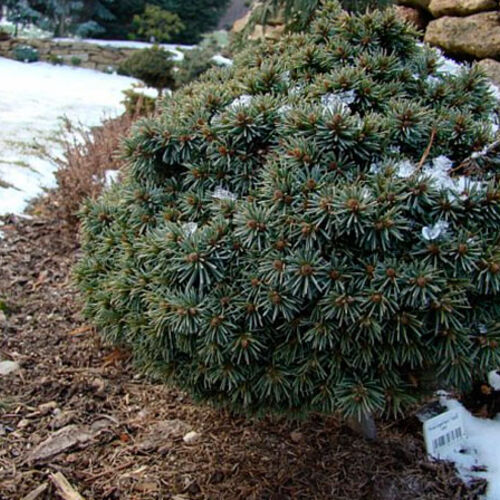 Ель Энгельмана Талбот Лэйк/Picea engelmannii Talbot Lake 10-12 С3 (Верещак)