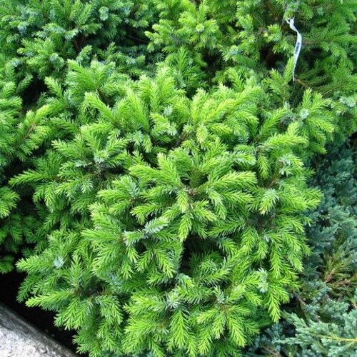 Ель сербская Минима/Picea omorica Minima Pa25 15-20 C2 (Верещак) 