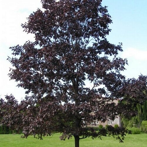 Дуб обыкновенный Тимуки/Quercus robur Timuki 40-60 С3 (Верещак)