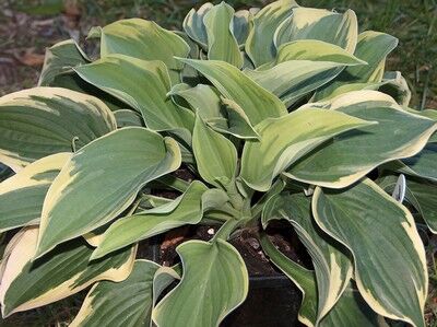 Хоста гибридная Мама Миа/Hosta hybrid Mama Mia С3