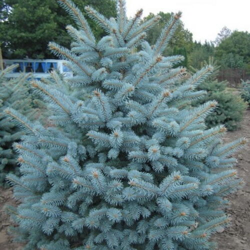 Ель колючая Глаука/Picea pungens Glauca 100-125 С35