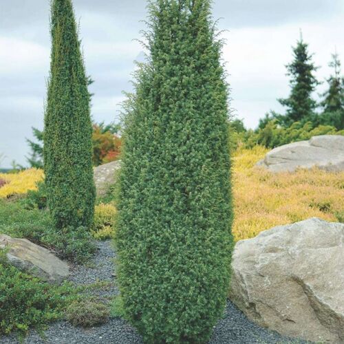 Можжевельник обыкновенный Хиберника/Juniperus communis Hibernika 100-120 В
