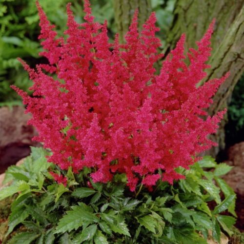 Астильба японская Рэд Сэнтинел/Astilbe japonicai Red Sentinel С7,5